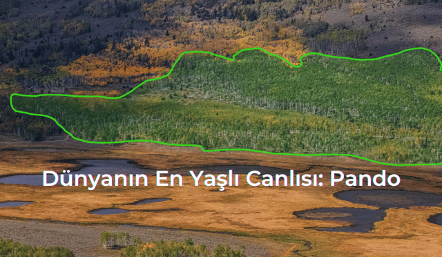 Dünyanın En Yaşlı Canlısı Pando